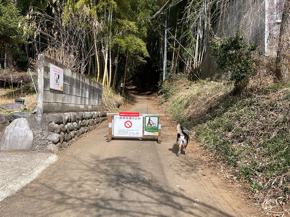 琥大朗 滝山城跡でお散歩