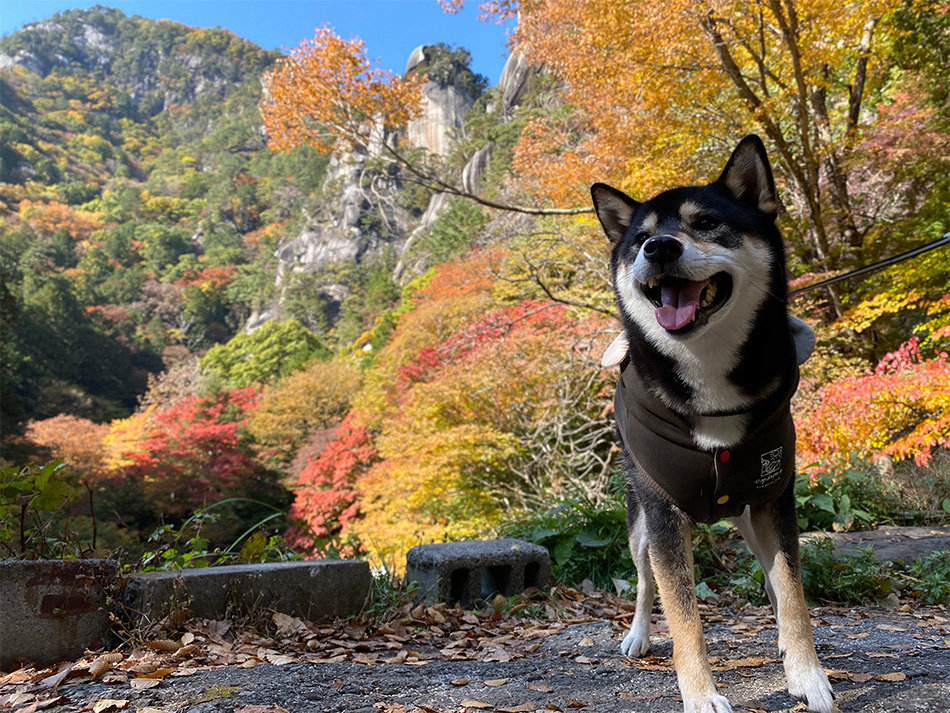 紅葉真っ盛り！日本一の渓谷美 昇仙峡（山梨県甲府市） イメージ