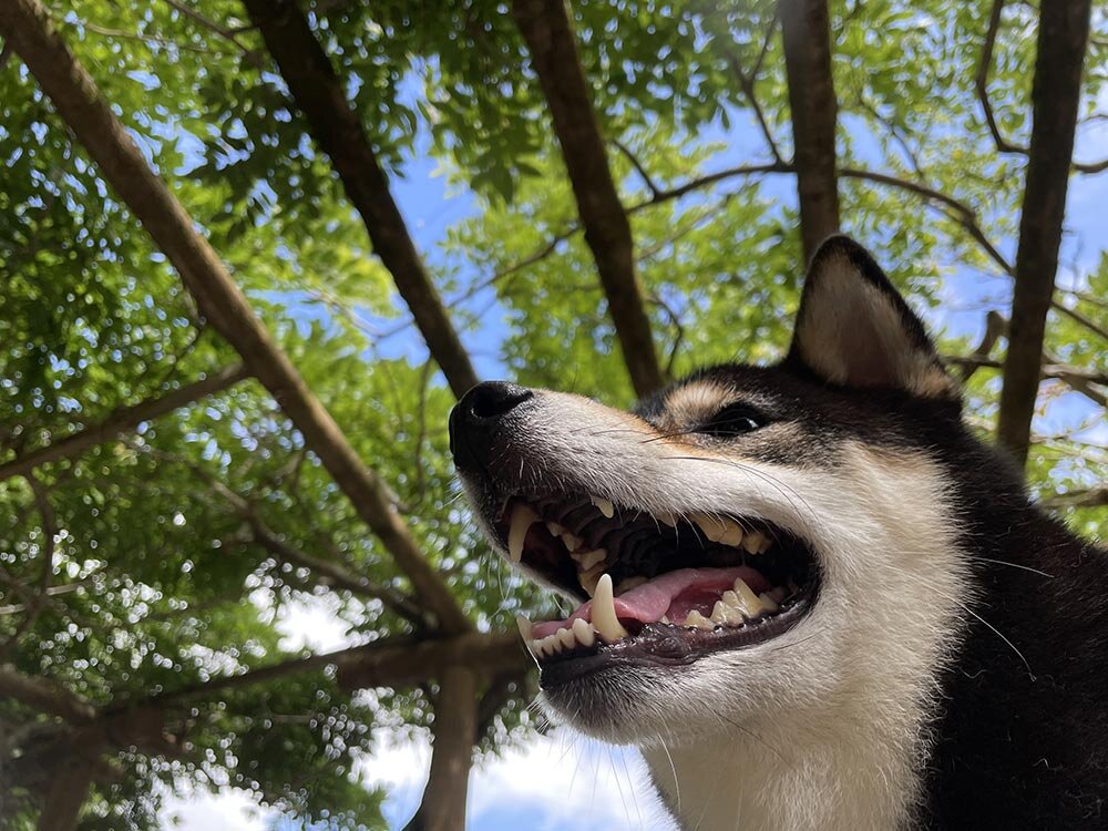 恩賜箱根公園