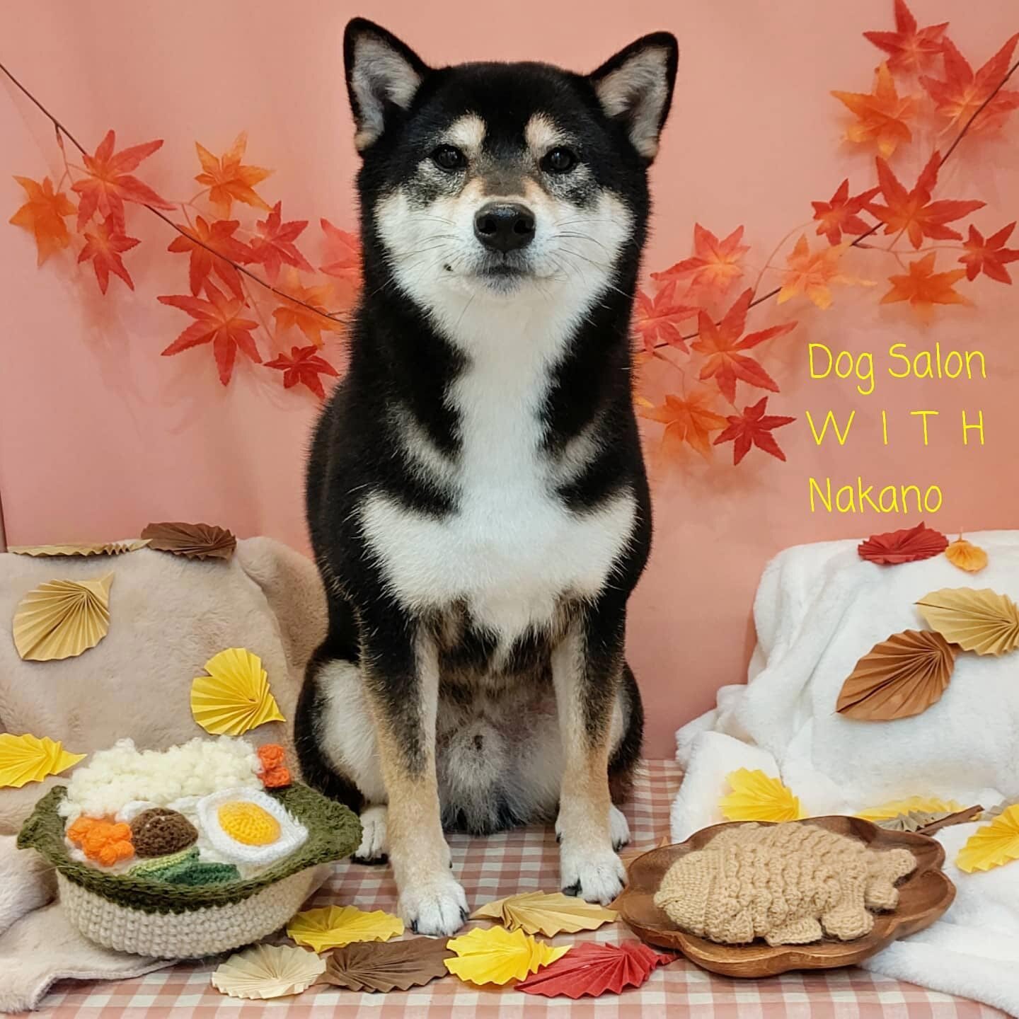 今日はドッグサロンの日♪（20211127） イメージ