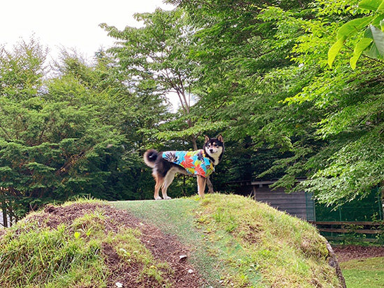 ドッグリゾートWoofR(ワフ)少し高くなっている山