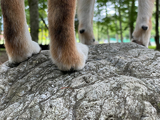 ドッグリゾートWoofR(ワフ)柴犬の足