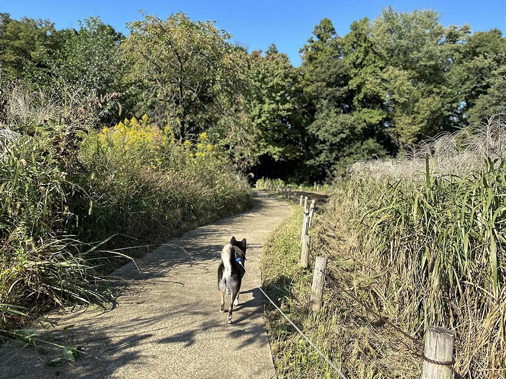 町田薬師池公園(四季彩の杜) 園内の様子