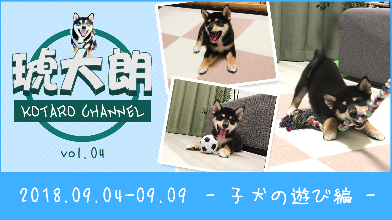 【YouTube】Vol.004 子犬の遊び編 - (0歳:生後70日~75日)